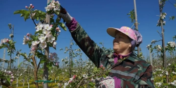 яблоки Остромечево