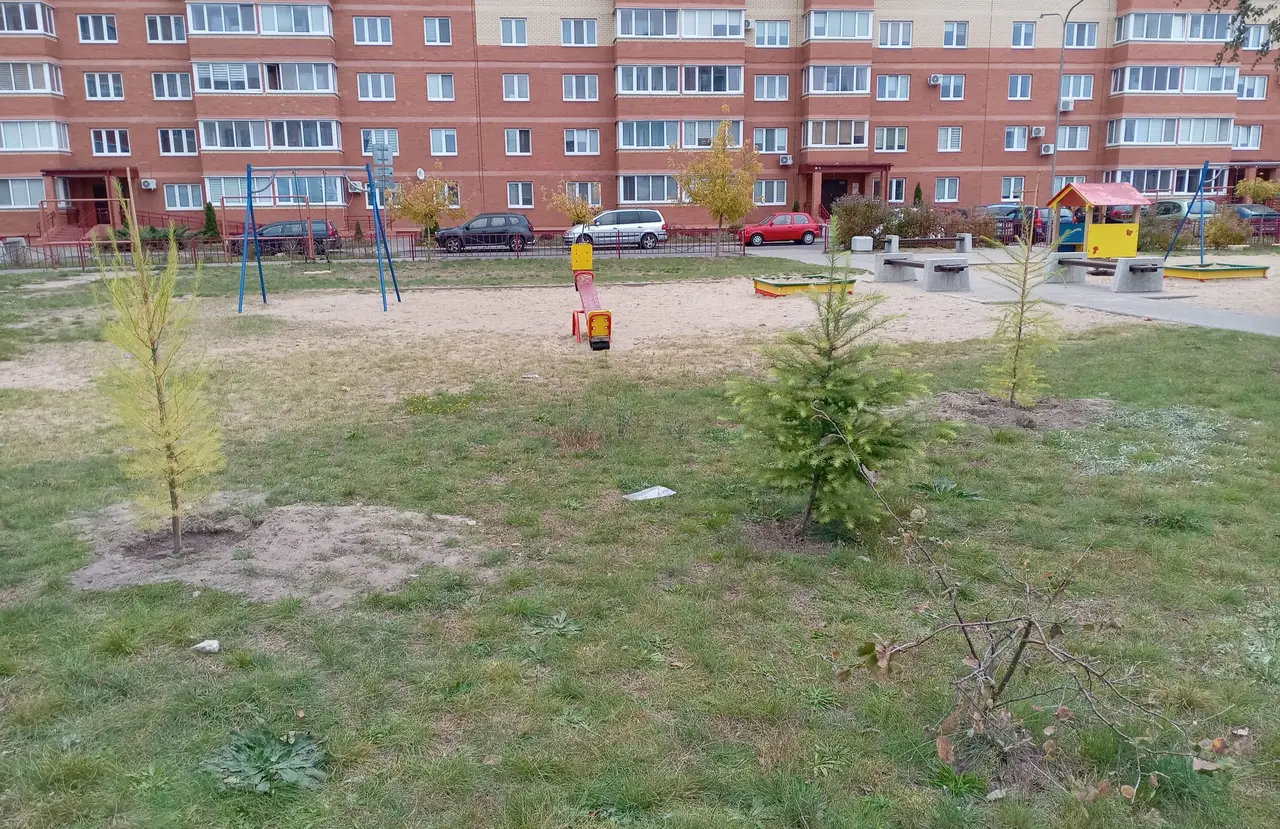 Молодые посадки во дворе