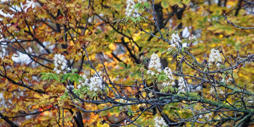 Золотая осень в Бресте и цветущий в октябре каштан