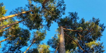 Не рубите, мужики! Практика возмещения вреда, причиненного нарушениями природоохранных норм