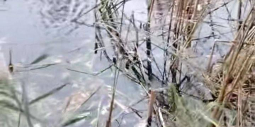 На Березовской ГРЭС зафиксирован замор рыбы в технологическом канале