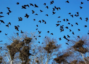 вороны в Бресте