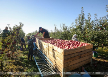 На Брестчине в стабилизационные фонды заложат 4,2 тыс. т яблок