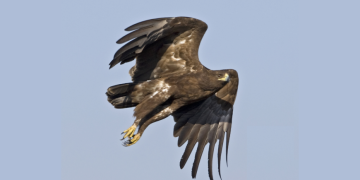 Места обитания большого подорлика в Столинском районе передали под охрану