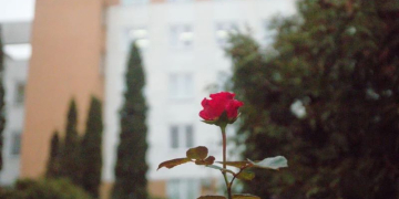 В Бресте расцветают розы. Фотофакт