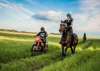 Как девушка получила в подарок «под елочку» жеребенка и что из этого вышло. Подробности необычной истории