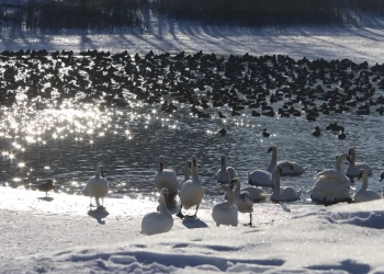 В Бресте работают «столовые» для лебедей и уток
