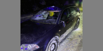 И снова лось. ДТП в Ивацевичском районе