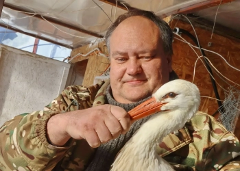 Авдеев аисты