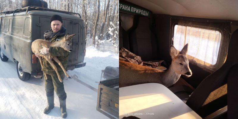 В Столинском лесхозе косулю отогрели в машине егерей и накормили зерном