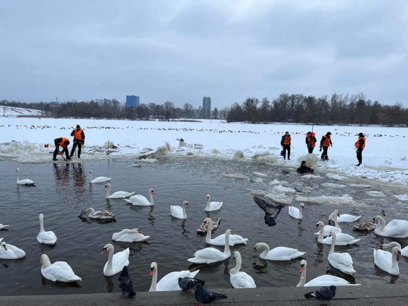 В Бресте продолжают спасать лебедей