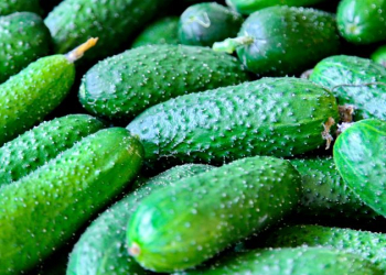 В Брестской области нарастят объемы производства овощей, в том числе в межсезонье