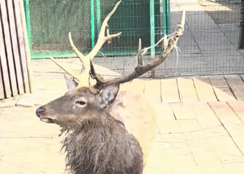 Из окна редакции. Кто оленей посчитал козлами?