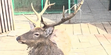 Из окна редакции. Кто оленей посчитал козлами?