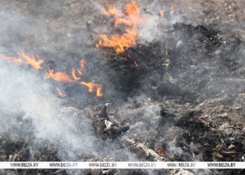 С начала года в Брестской области произошло более 120 случаев загорания травы и кустарников