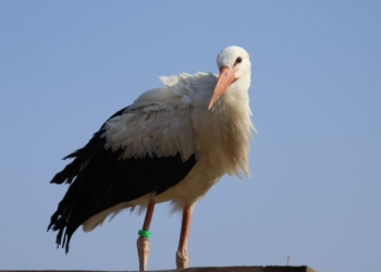 Полкан, голос!