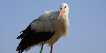 Полкан, голос!