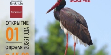Краеведческий музей Бреста приглашает на выставки, посвященные Международной неделе птиц