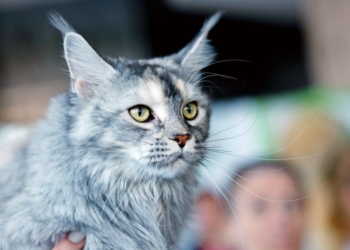 76 удивительных  представителей  кошачьего  царства были представлены на выставке в Бресте