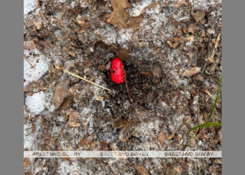 На закладку вышли по фото в мобильнике