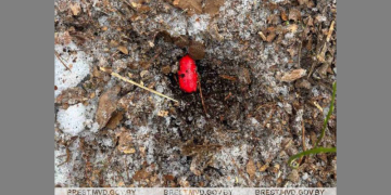 На закладку вышли по фото в мобильнике