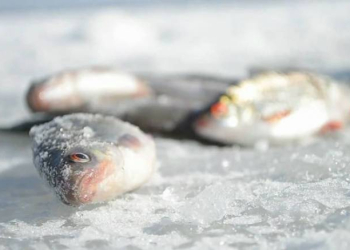Природоохранные службы установили причину гибели рыбы на водоёмах бывших торфоразработок в Жабинковском районе