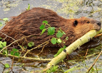 Ответил за бобров! Браконьер из Барановичского района получил штраф 9000 рублей