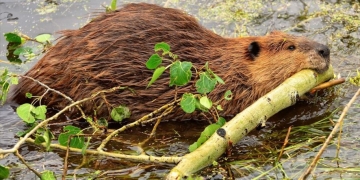 Ответил за бобров! Браконьер из Барановичского района получил штраф 9000 рублей