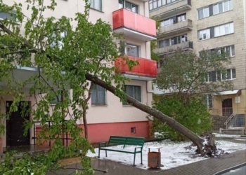 Экстренные службы Бреста справились с последствиями сильного ветра