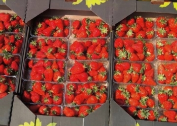 1 мая в Бресте на площадке возле «Короны» — весенняя ярмарка