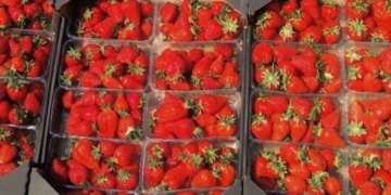 1 мая в Бресте на площадке возле «Короны» — весенняя ярмарка