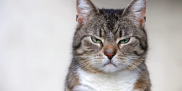 злой задумчивый кот