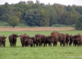 Зубр-фест в Беловежской пуще