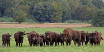 Зубр-фест в Беловежской пуще