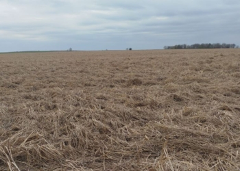 Не убрали поле в прошлом году — в этом пришлось возмещать ущерб
