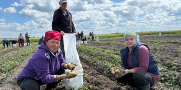 Ультраранний картофель начали копать в Столинском районе
