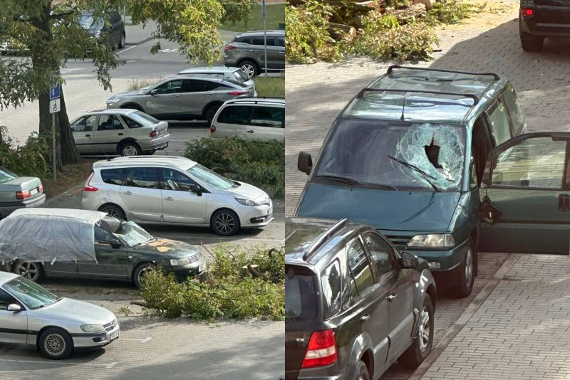 СПИЛИТЬ НЕЛЬЗЯ ОСТАВИТЬ! Как поставят запятую автовладельцы и любители зеленых насаждений