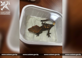 Попытку незаконно ввезти из Польши пять экзотических ящериц пресекли брестские таможенники