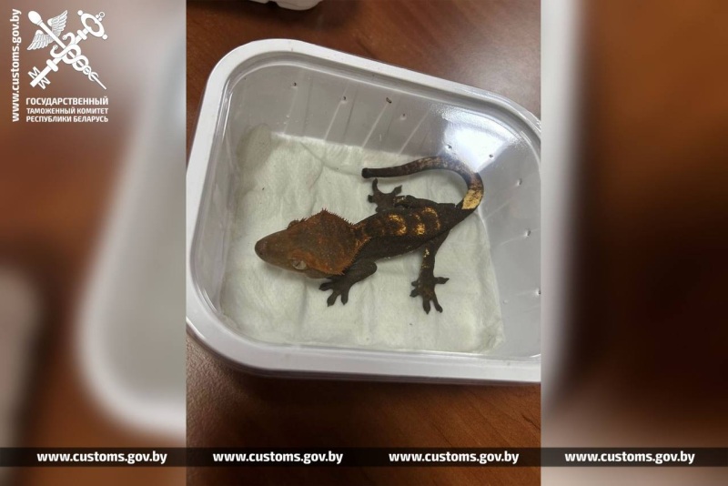 Попытку незаконно ввезти из Польши пять экзотических ящериц пресекли брестские таможенники