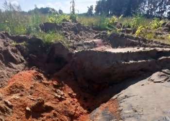 Свыше 44 тонн семян кукурузы закопали весной в Ивацевичском районе: прокурор возбудил уголовное дело